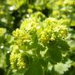 Kontryhel měkký 'Auslese' - Alchemilla mollis 'Auslese'