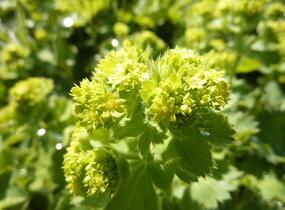 Kontryhel měkký 'Auslese' - Alchemilla mollis 'Auslese'