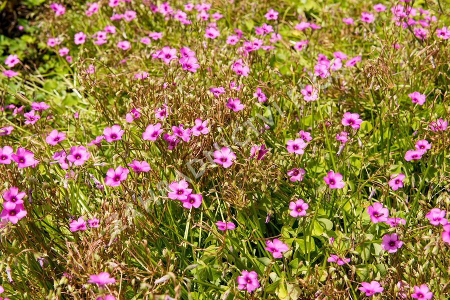 Šťavel - Oxalis articulata var.rubra