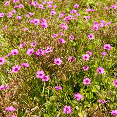 Šťavel - Oxalis articulata var.rubra