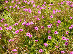 Šťavel - Oxalis articulata var.rubra