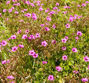 Šťavel - Oxalis articulata var.rubra