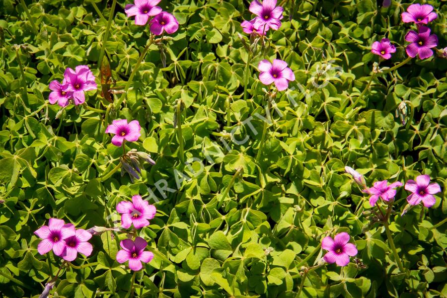 Šťavel - Oxalis articulata var.rubra