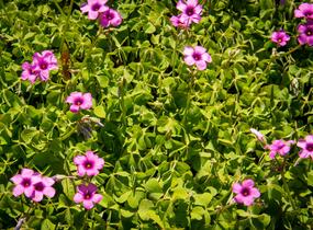 Šťavel - Oxalis articulata var.rubra