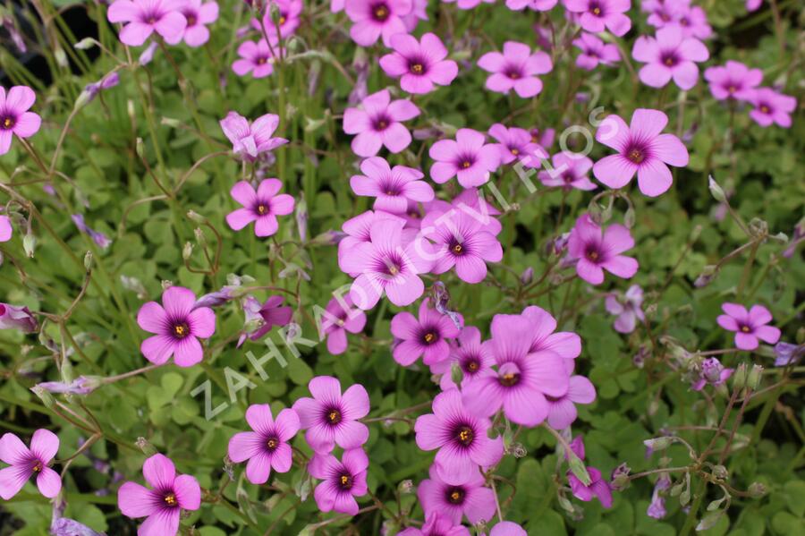 Šťavel - Oxalis articulata var.rubra