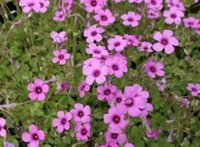 Šťavel - Oxalis articulata var.rubra