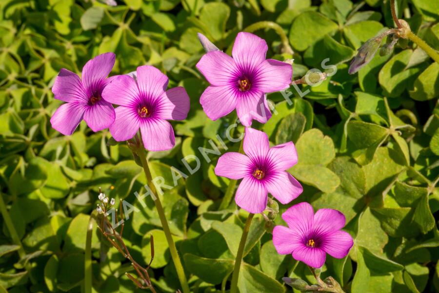 Šťavel - Oxalis articulata var.rubra