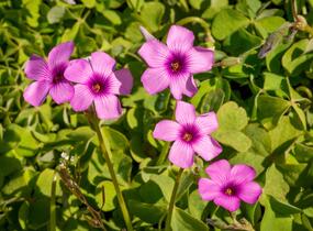 Šťavel - Oxalis articulata var.rubra