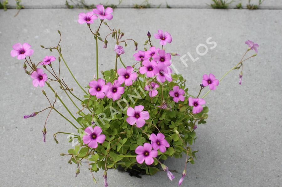 Šťavel - Oxalis articulata var.rubra