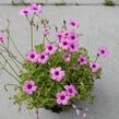 Šťavel - Oxalis articulata var.rubra