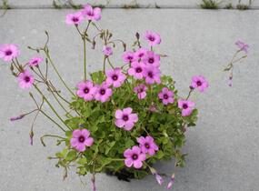 Šťavel - Oxalis articulata var.rubra
