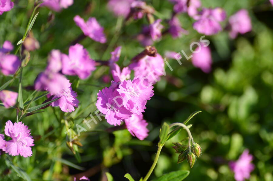 Devaterník 'Pink Double' - Helianthemum 'Pink Double'