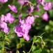 Devaterník 'Pink Double' - Helianthemum 'Pink Double'