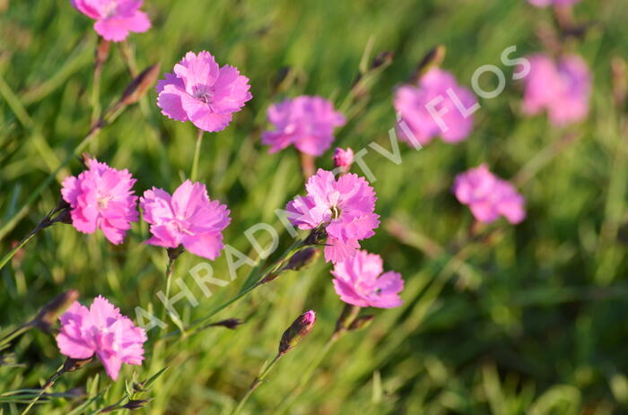 Devaterník 'Pink Double' - Helianthemum 'Pink Double'