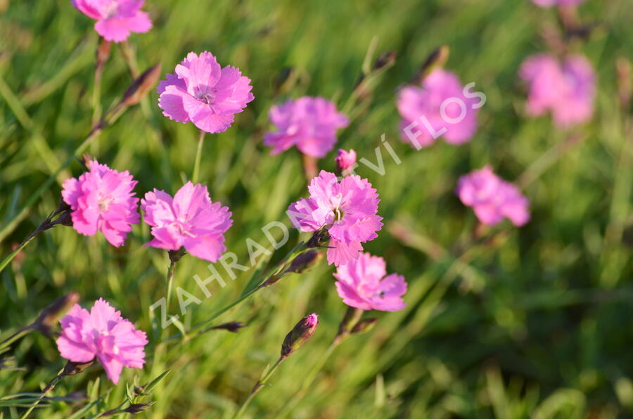 Devaterník 'Pink Double' - Helianthemum 'Pink Double'