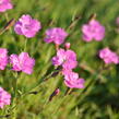 Devaterník 'Pink Double' - Helianthemum 'Pink Double'