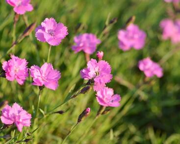 Devaterník 'Pink Double'