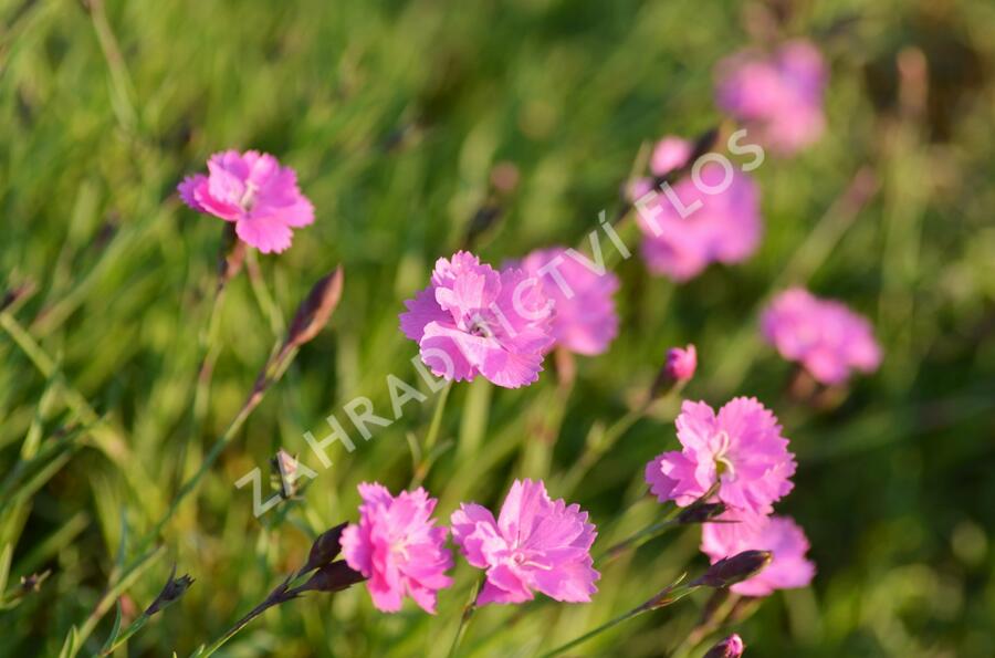 Devaterník 'Pink Double' - Helianthemum 'Pink Double'