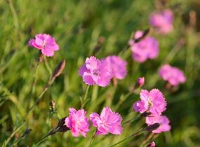 Devaterník 'Pink Double' - Helianthemum 'Pink Double'