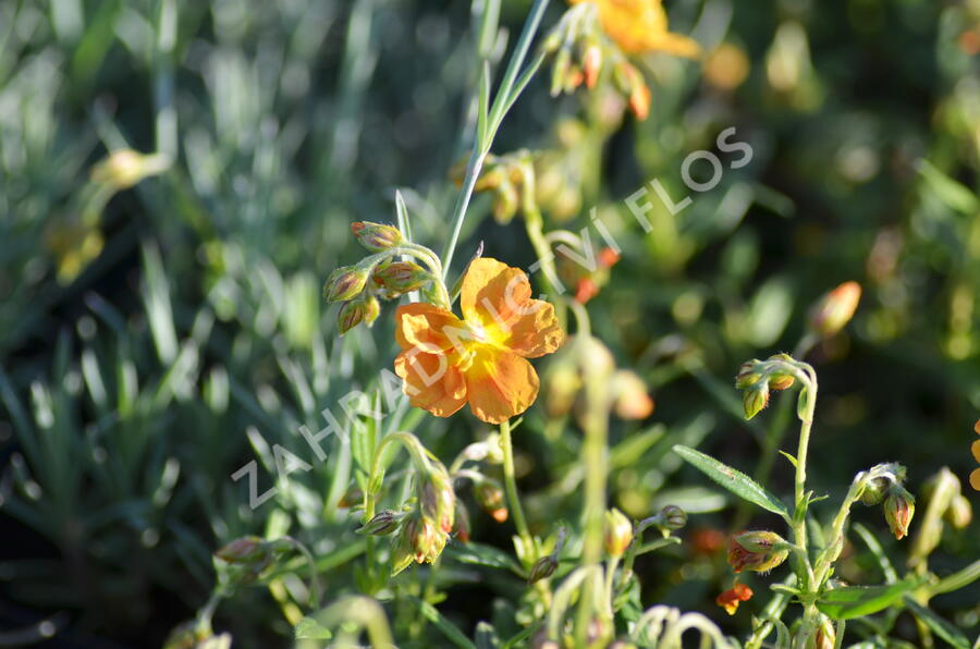 Devaterník 'Orange Double' - Helianthemum 'Orange Double'