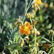 Devaterník 'Orange Double' - Helianthemum 'Orange Double'