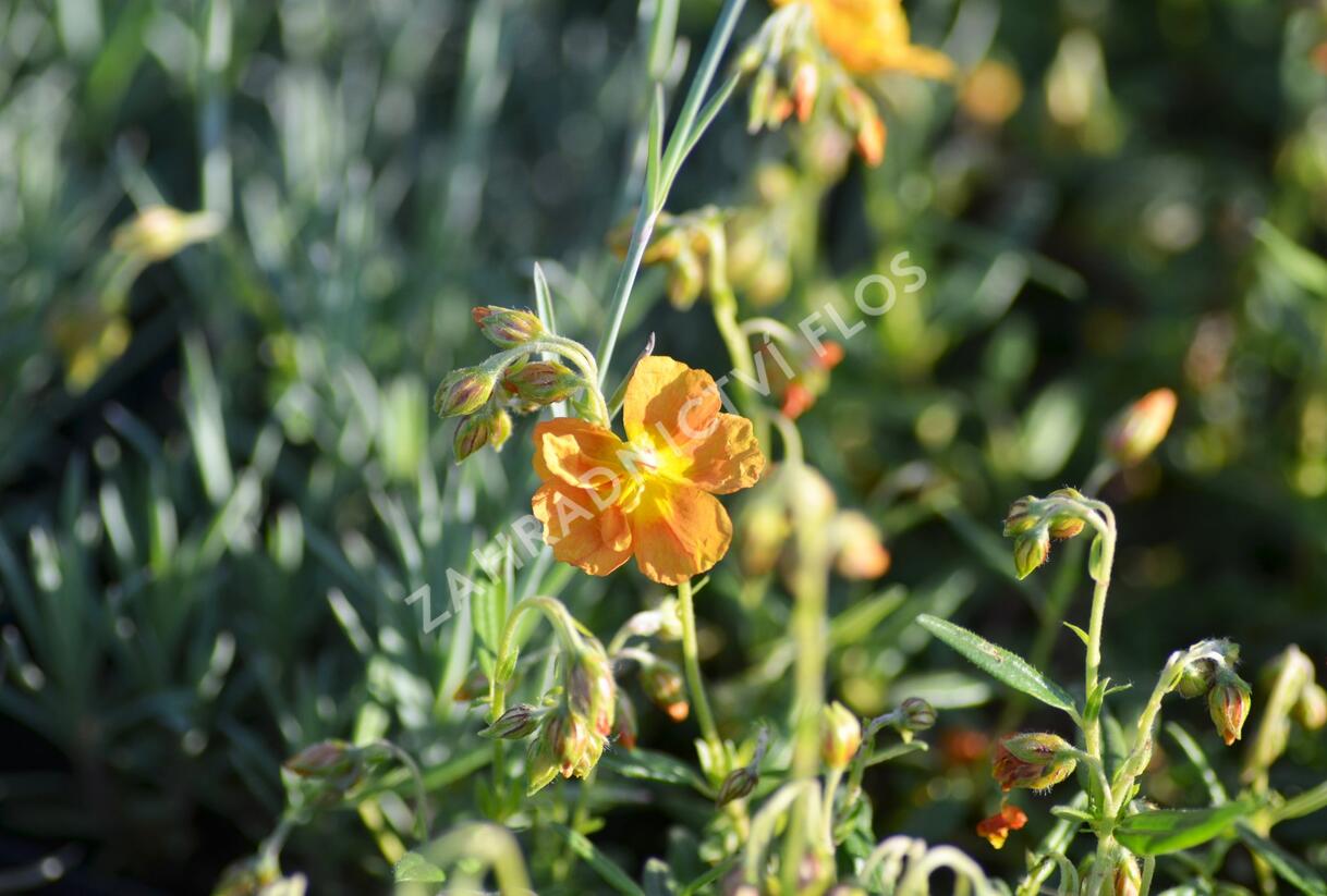 Devaterník 'Orange Double' - Helianthemum 'Orange Double'