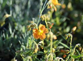 Devaterník 'Orange Double' - Helianthemum 'Orange Double'