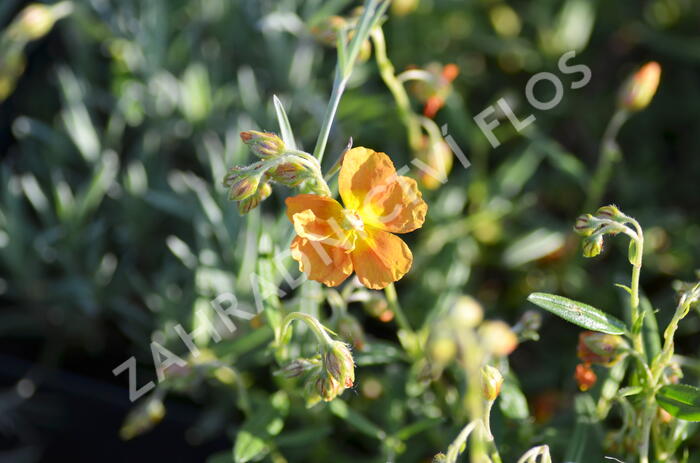 Devaterník 'Orange Double' - Helianthemum 'Orange Double'