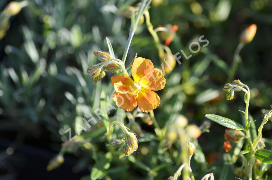 Devaterník 'Orange Double' - Helianthemum 'Orange Double'