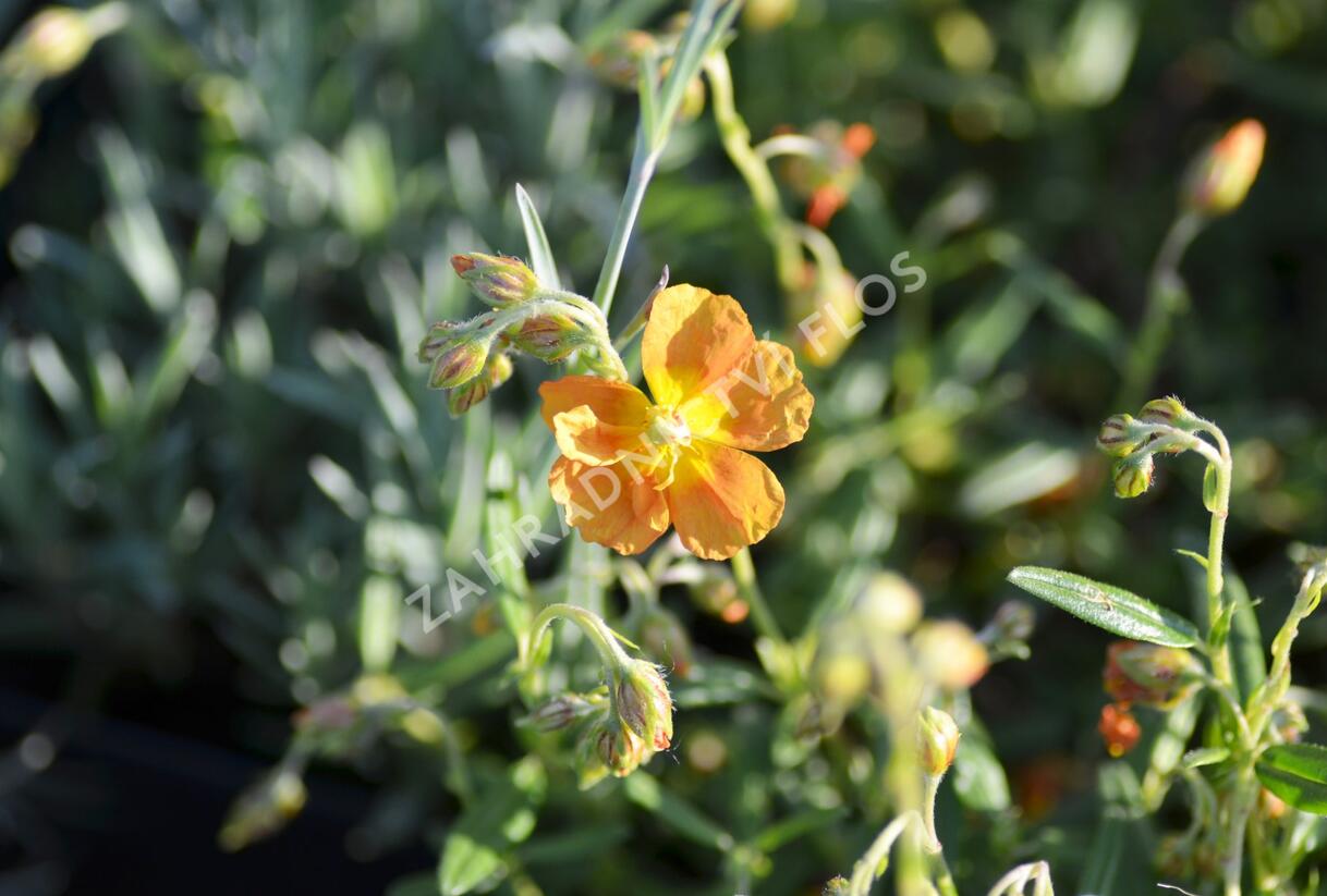 Devaterník 'Orange Double' - Helianthemum 'Orange Double'
