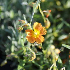 Devaterník 'Orange Double' - Helianthemum 'Orange Double'