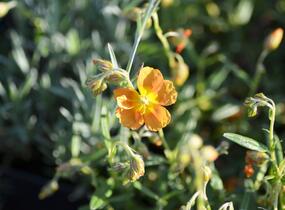 Devaterník 'Orange Double' - Helianthemum 'Orange Double'