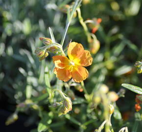 Devaterník 'Orange Double' - Helianthemum 'Orange Double'