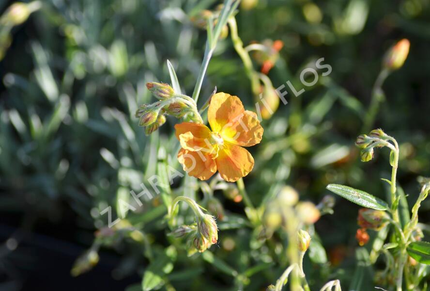 Devaterník 'Orange Double' - Helianthemum 'Orange Double'