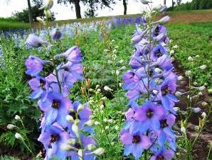 Ostrožka vyvýšená 'Dämmerung' - Delphinium elatum 'Dämmerung'