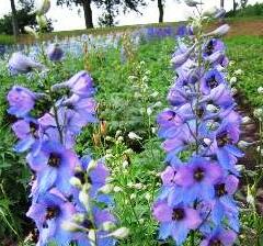 Ostrožka vyvýšená 'Dämmerung' - Delphinium elatum 'Dämmerung'