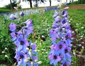 Ostrožka vyvýšená 'Dämmerung' - Delphinium elatum 'Dämmerung'