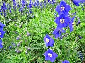 Ostrožka 'Balaton' - Delphinium belladonna 'Balaton'