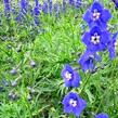 Ostrožka 'Balaton' - Delphinium belladonna 'Balaton'