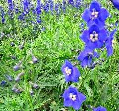 Ostrožka 'Balaton' - Delphinium belladonna 'Balaton'