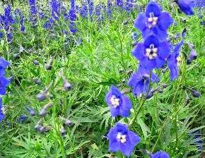 Ostrožka 'Balaton' - Delphinium belladonna 'Balaton'