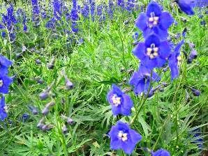 Ostrožka 'Balaton' - Delphinium belladonna 'Balaton'