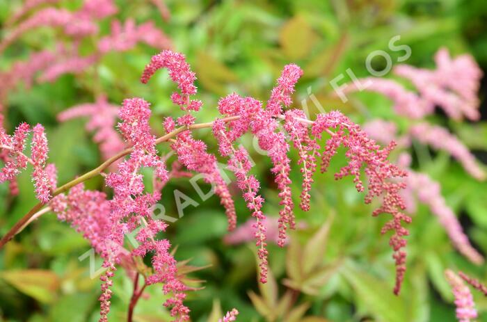 Čechrava Thunbergova 'Rote Straussenfeder' - Astilbe thunbergii 'Rote Straussenfeder'
