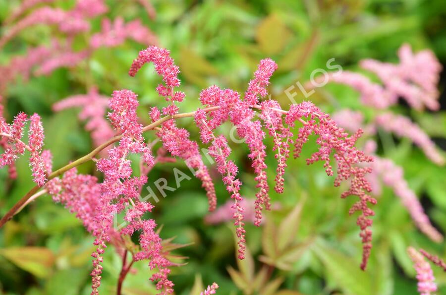 Čechrava Thunbergova 'Rote Straussenfeder' - Astilbe thunbergii 'Rote Straussenfeder'