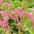 Čechrava Thunbergova 'Rote Straussenfeder' - Astilbe thunbergii 'Rote Straussenfeder'