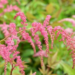 Čechrava Thunbergova 'Rote Straussenfeder' - Astilbe thunbergii 'Rote Straussenfeder'