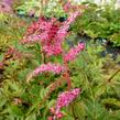 Čechrava Thunbergova 'Rote Straussenfeder' - Astilbe thunbergii 'Rote Straussenfeder'