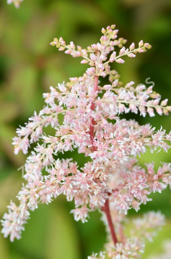 Čechrava Thunbergova 'Betsy Cuperus' - Astilbe thunbergii 'Betsy Cuperus'