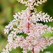 Čechrava Thunbergova 'Betsy Cuperus' - Astilbe thunbergii 'Betsy Cuperus'