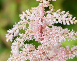 Čechrava Thunbergova 'Betsy Cuperus'